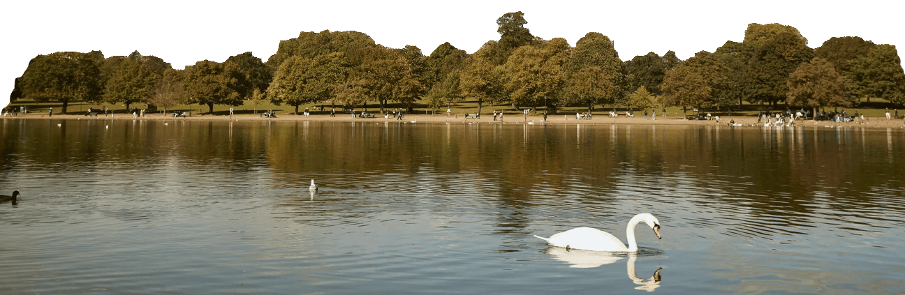 A white swan swims on a calm lake in Hyde Park with trees and people on the shore in the background under a clear sky.
